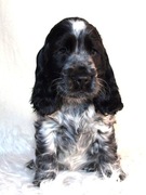 Cocker spaniel blue roan