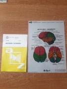 Mózgowie Człowieka- fazogamy