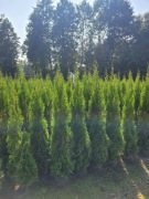 Tuja Smaragd 160-180 cm tuje szmaragd 150 poznan