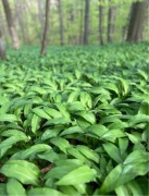 CZOSNEK NIEDŹWIEDZI Świeże Liście 10 kg