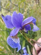 Irys syberyjski niebieski 