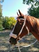 Ogłowie hackamore z wodzami 