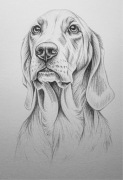 Portret psa rysunek ołówkiem Również na zamówienie ze zdjęcia