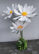 Kwiaty gigant z krepiny - margaretki