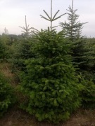 Jodły kaukaskie i świerki srebrne  od 50zł  hurt 