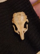 Czaszka myszoskoczka - uszkodzona