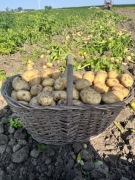 Ziemniak Denar Gala 25 kg 