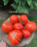 Pomidor Diamante Opedisano. Lepszy niż bawole serce.