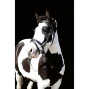 Hkm ogłowie Lou EQUKAMELA ogłowia