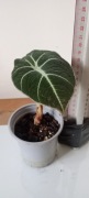 Alocasia black velvet