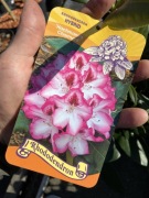 Rododendron dwubarwne kwiaty Charmant