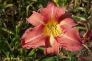 Hemerocallis / Liliowiec : Stefan Batory