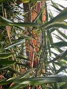 Dracena Fragrans Burley 170 do 339 cm