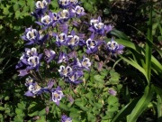 Orlik pospolity Aquilegia vulgaris niski miododajna 500 nasion