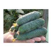 Ogórek Severin F1 - Nasiona Holenderskie