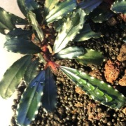 Bucephalandra Godzilla, forma emersyjna, duża sadzonka 5-10 cm