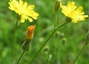 Prosiecznik szorstki 2 sadzonki 