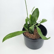 Epiphyllum pumilum - rośliny od pasjonata