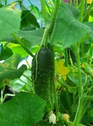 Zestaw nasion stare odmiany ogórek cukinia papryka pomidor dynia patison