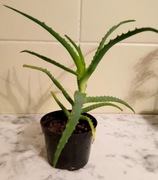 Aloes drzewiasty Aloe arborescens leczniczy