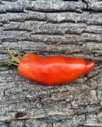 HOG HEART  Pomidor Kolekcjonerski 