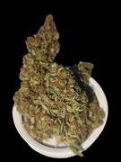 Cannabis Sativa  Hemp Berry CBD -  susz konopny 8% CBD 100g