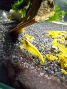 10 Krewetek Neocaridina Yellow Neon