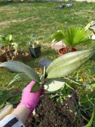 sansevieria moonshine#2