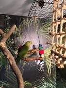 Zabawka huśtawka trójkątna dla ptaków, papug, leszczyna  