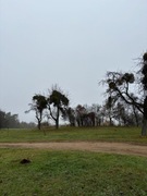 Jemioła  do samodzielnego zbioru 