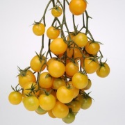 Pomidor Summer Sun F1 - Nasiona Holenderskie