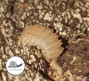 PROMO Cristarmadillidium muricatum 10 sz isopod prosionki ekipa sprzątająca