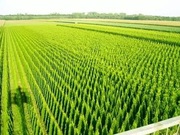 tuja szmaragd 35-50cm w doniczkach 0,5l