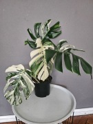 Monstera variegata bardzo duże liście 