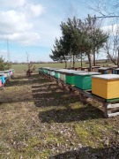 Odkłady Pszczele na ramce Wielkopolskiej