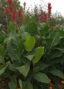 Canna Kanna Paciorecznik 20 szt