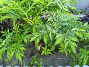 Amorphophallus Mary Sizemore bulwa 1-1,5 cm 