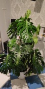 Monstera bardzo duza 