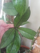 Hoya crassipetiolata hoja cieta