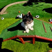 Mały chłopczyk Biewer Yorkshire Terrier 