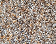 Mieszanka ziaren Messor barbarus 50 gram / 80ml. 