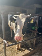 Jałówka wysokocielna