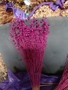 len fuksja zboże suszone naturalny w wiązkach 