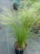 Stipa - Ostnica PONY TAIL sadzonka