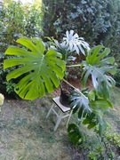 Monstera duża 150 cm wysokości, rozłożysta. 