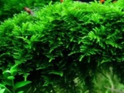 Mech Vesicularia mini Christmas roślina d akwarium