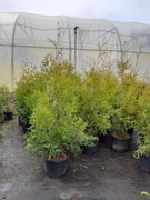 Thuja brabant doniczka 5l  90-110cm