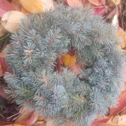 Wianek z żywych gałązek świerku srebrnego