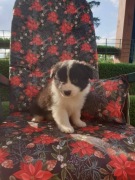 Uroczy szczeniaczek Border Collie FCI