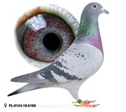 Samica Oryg. A.M WIosna Janssen x Vandenabeele Inbred 4740